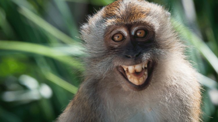 Виц на деня- 11 декември