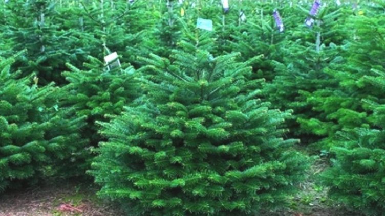 Виц на деня - 26 декември