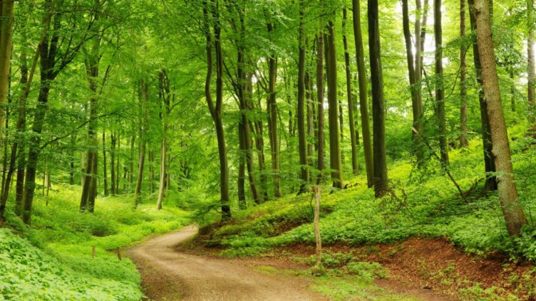 96,5 млн. лева ще бъдат инвестирани в горите през 2018 г.