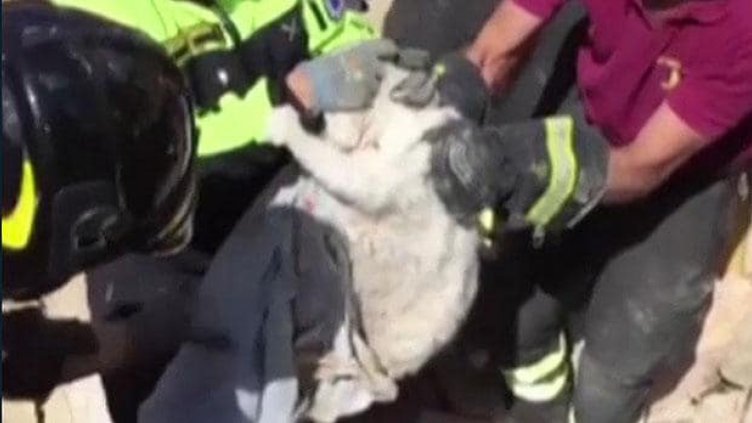 След 16 дни под отломките бе спасен и котаракът Пиетро.