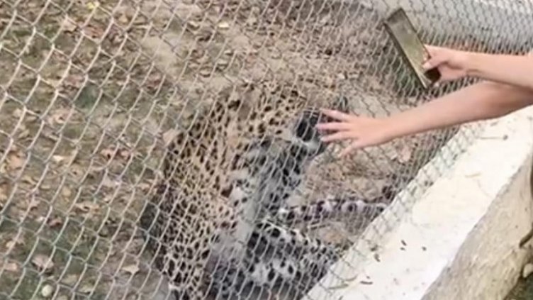 Леопард ухапа момиче във варненския зоопарк