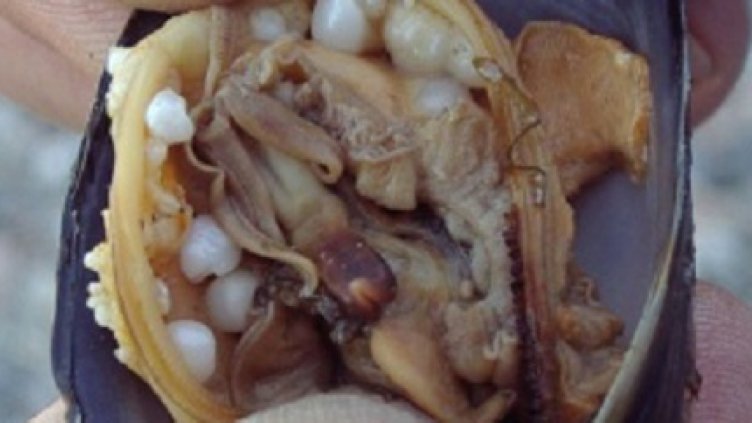 Ловци на бисерни миди се появиха в бургаско