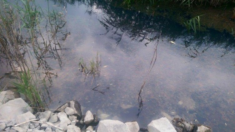 Откриха мъртви птици и риби до разлива край Бургас