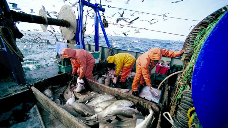 С нова наредба променят организацията на пазара на риба у нас