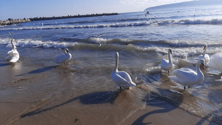 Лебеди красят варненския плаж (Снимки)