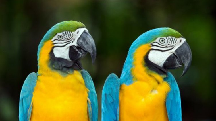 Папагал наруга дошли да го спасят пожарникари