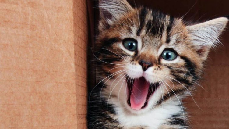 Доказано: Котките и кучетата намаляват стреса