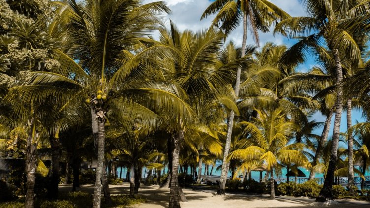 Виц на деня - 26 юли