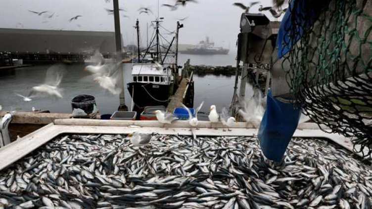 32 % от рибата на пазара е българска