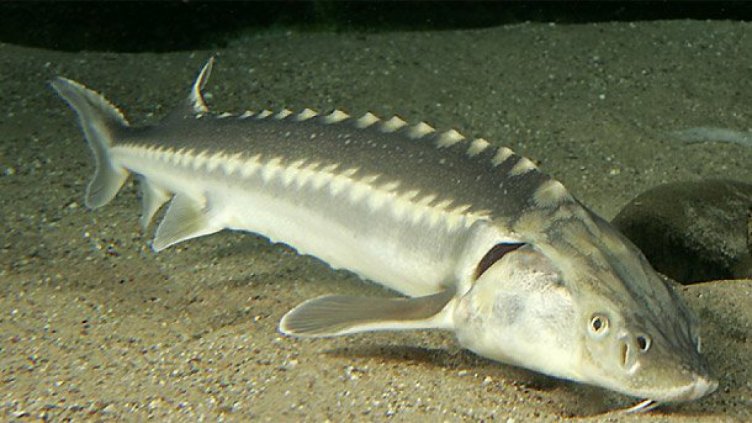 Пуснаха над 20 000 есетри към Черно море