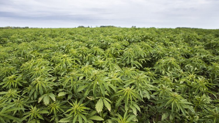 Парламентът отхвърли законопроекта за индустриалния коноп