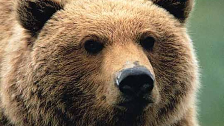 Екипи на два зоопарка ловиха мечка в Плевен