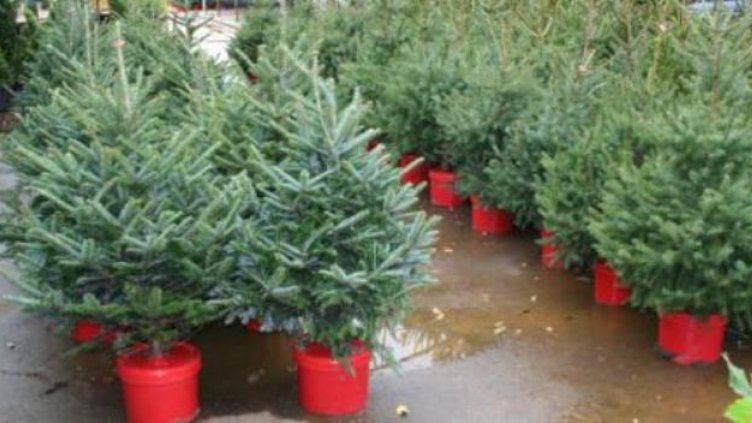 Само 8000 от продаваните елхички са законни