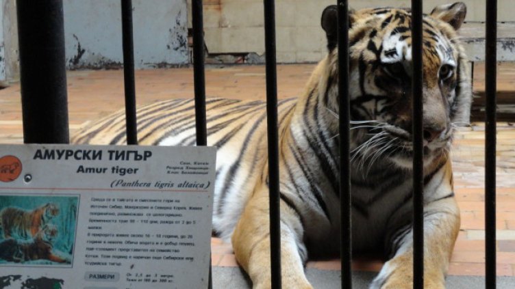 Избяга тигърът от столичния зоопарк