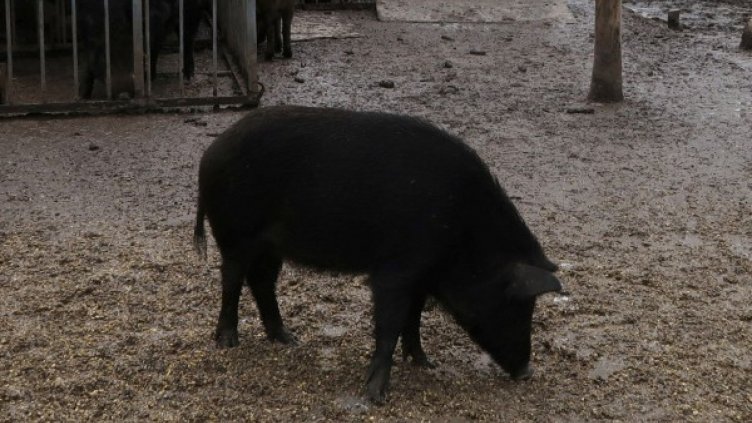 И ловджиите на протест, блокираха Дунав мост