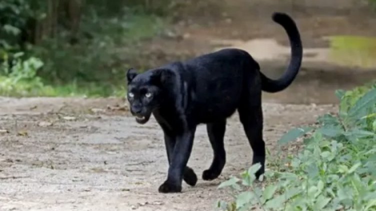 И румънците в паника от шуменската пантера! Видели я край Гюргево (ВИДЕО)