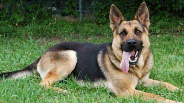 Прокуратурата разследва жестоко убийство на куче