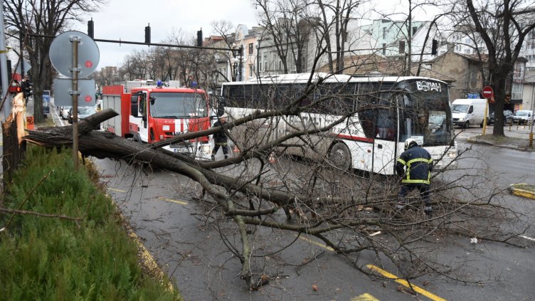 Паднало дърво затруднява движението по бул. &bdquo;Владислав Варненчик&ldquo; (СНИМКИ)