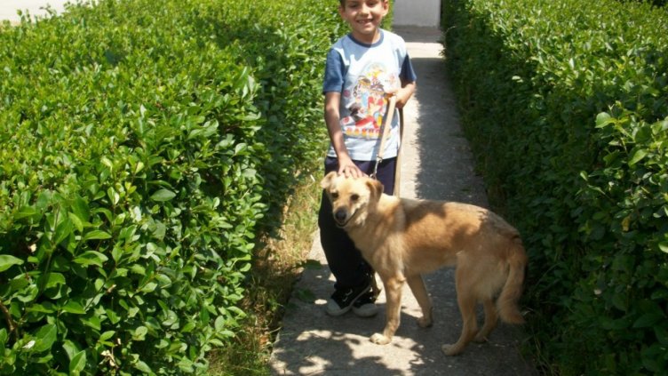 Осиновиха четири кучета от приюта в Каменар