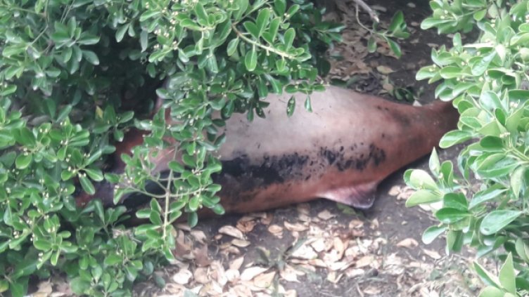 Снимка фейсбук.