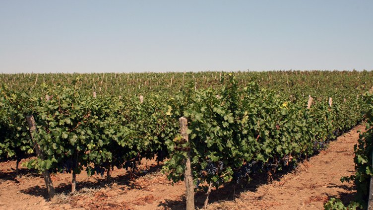 Интересът към биоземеделието сред лозарите нараства