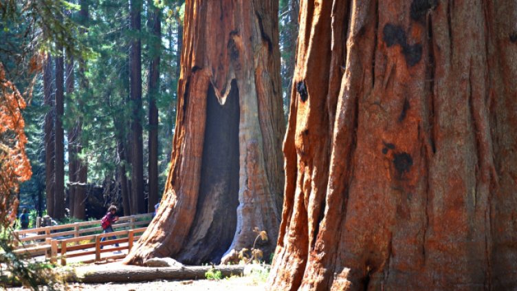 5 юни - Световен ден на околната среда