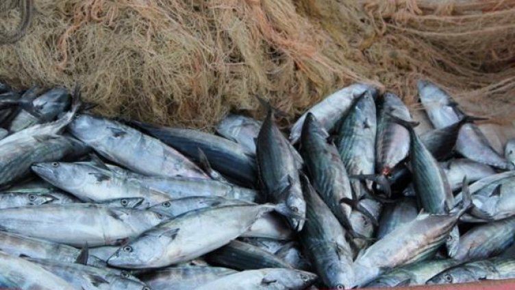 За Никулден – от шаран до калкан. Какви са цените на рибната борса във Варна?