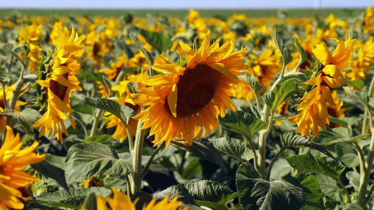 С 20% по-ниски са добивите от слънчоглед тази година в Бургаско