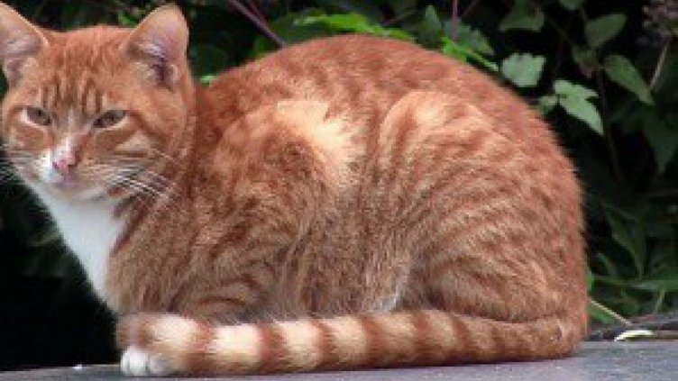 Котки спасиха италианка от пожар