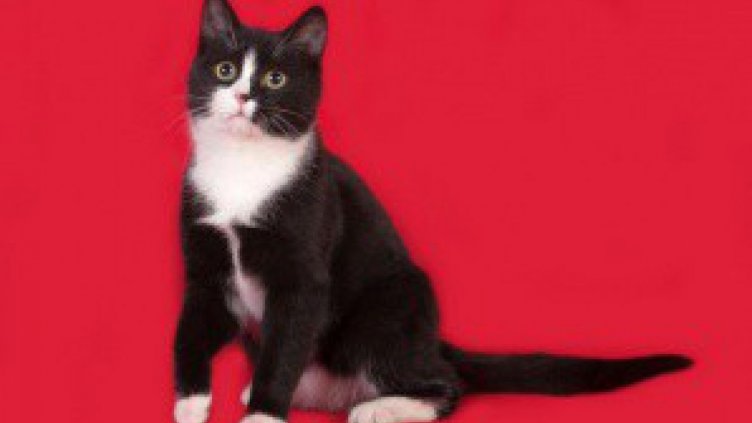 На какво се дължи черно-белият цвят при котките