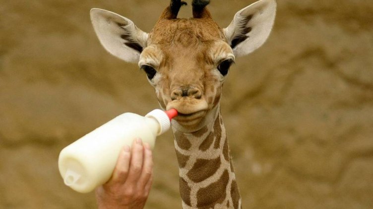 Жирафите са четири вида, твърдят учени