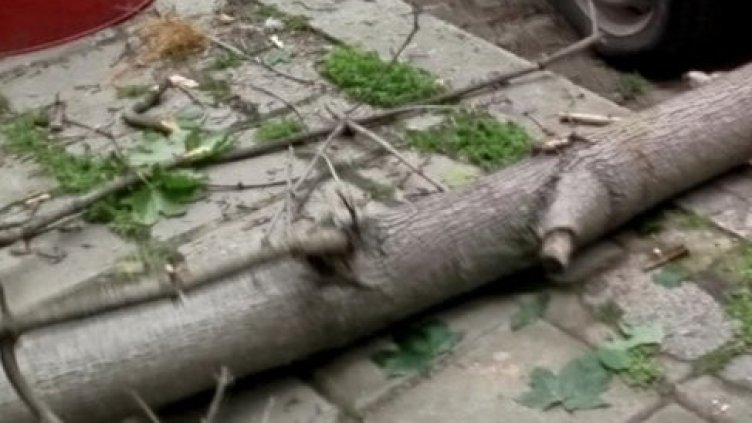 Премахват опасно дърво в района на ул. "Люляк"