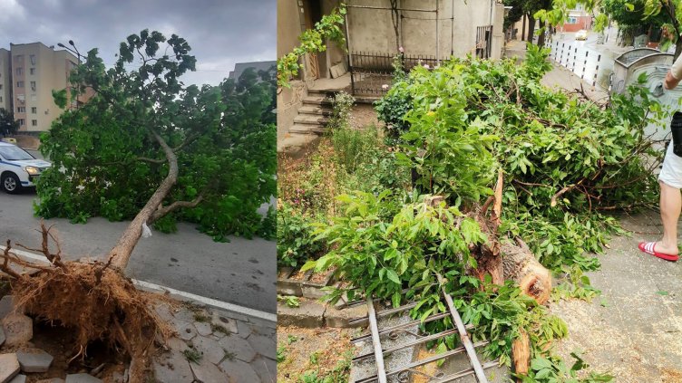 Ураганен вятър в Благоевград, стихията събори дървета и комини