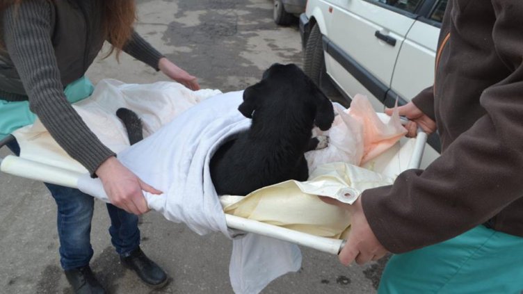 СНИМКИ: Случайни варненци опитаха да спасят блъснато куче