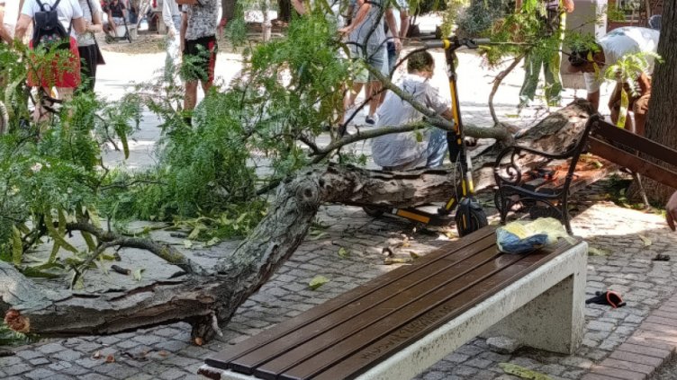 Варненец е в болница, след като клон падна върху него в центъра