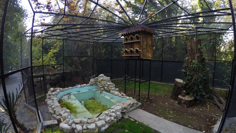 Черните лебеди от варненския зоопарк ще зимуват в нова клетка