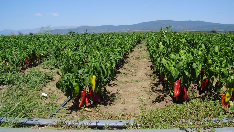 През 2017-а икономисти предвиждат спад в производството на домати и пипер