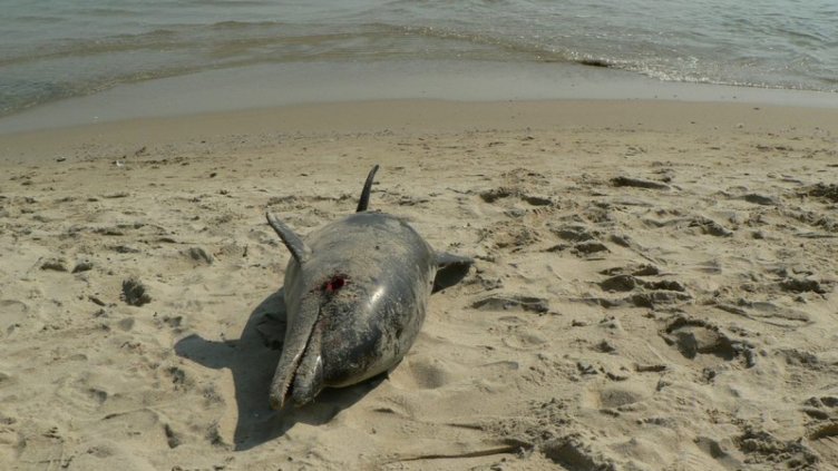 Ихтиолози по следите на масов мор на делфинчета