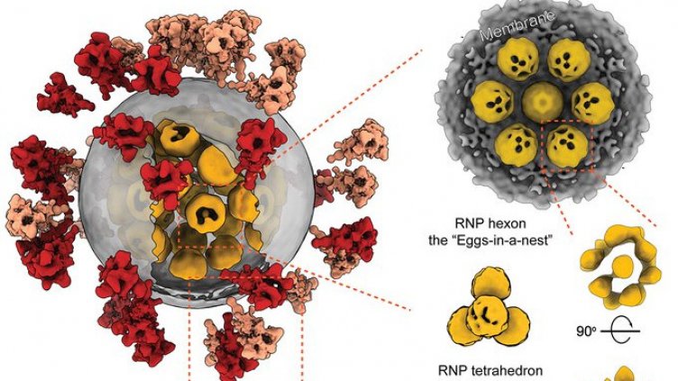 Симптомите при британския щам, различни от тези при COVID-19, са…