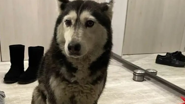 ВМА отстрани от работа лекаря, прегазил куче в София