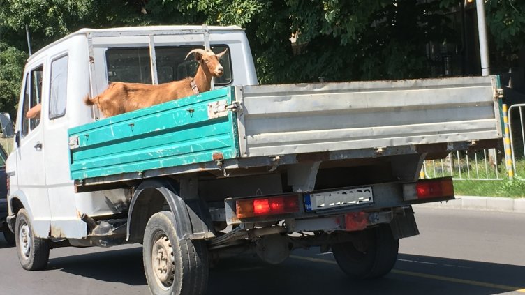 Коза се вози гордо на товарен автомобил във Варна (СНИМКА)