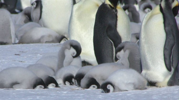 Със 77% е намалял броят на пингвините в Антарктика 