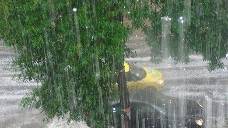 Буря изкорени дървета в Добровница