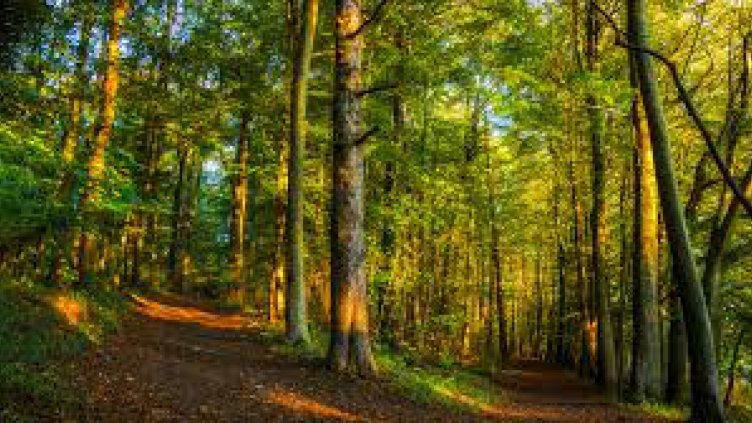 Летен университет по програма на ЮНЕСКО ще се проведе у нас