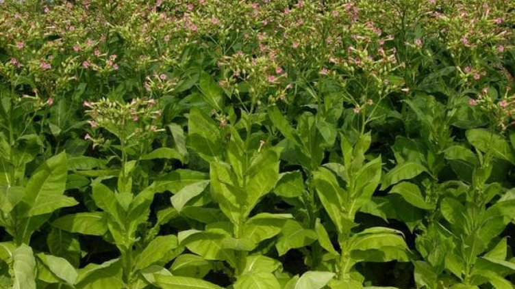 42 хил. тютюнопроизводители ще получат 76 млн. лв субсидии до края на февруари