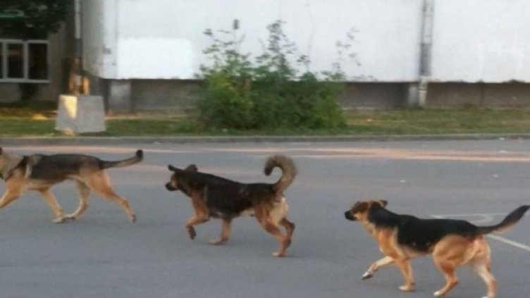 Глутница агресивни и бездомни кучета тревожат цял квартал