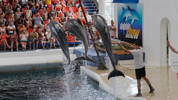 "Делфинариум Варна" с безплатни представления на 15 септември