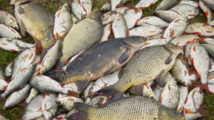 Бракуваха 60 кг риба във Варна