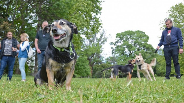 Още едно куче бе осиновено в кампанията "Подай ръка - спаси лапа"