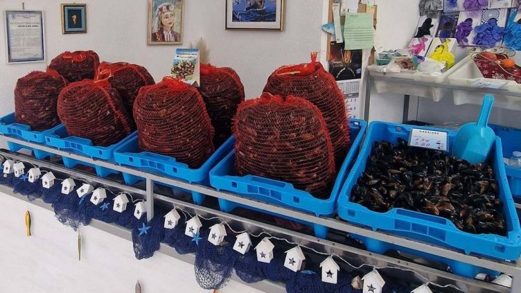 Каварна откри сезона на мидите, цената им е 3.80 лв за килограм